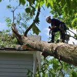 tree removal service