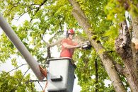 Tree Trimming Important