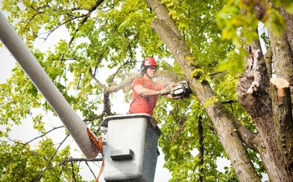 Tree Trimming Important