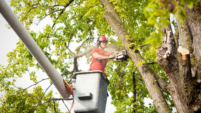 Tree Trimming Important